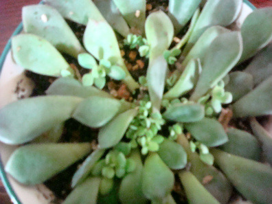 따유기 이미지