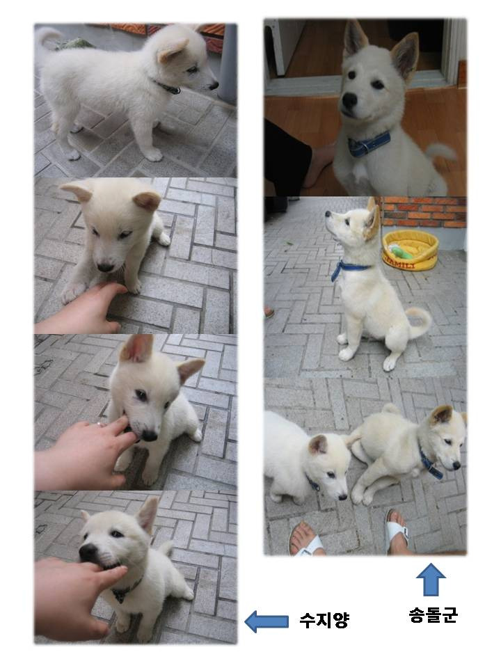 송*군 이미지