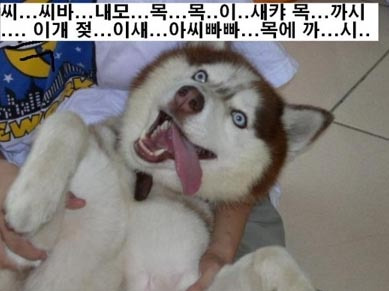 스와 이미지